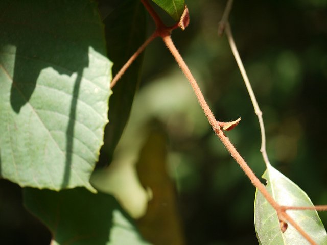 ampelocissus-indica-7.jpg